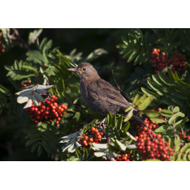 Blackbird Hauxley
