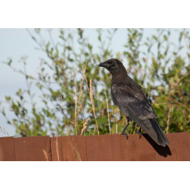 Carrion Crow Hauxley
