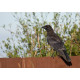 Carrion Crow Hauxley