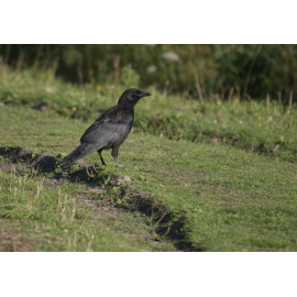 Carrion Crow Hauxley 1