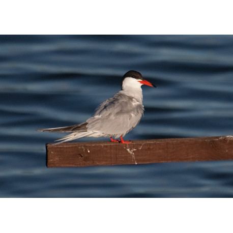 Common tern Hauxley