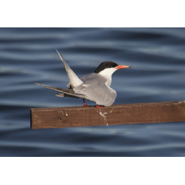 Common tern Hauxley 1