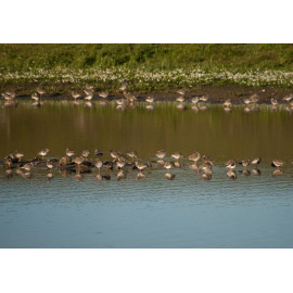 Redshanks