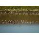 Redshanks