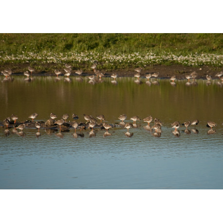 Redshanks