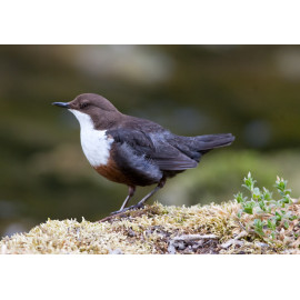 Dipper Derbyshire