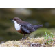 Dipper Derbyshire