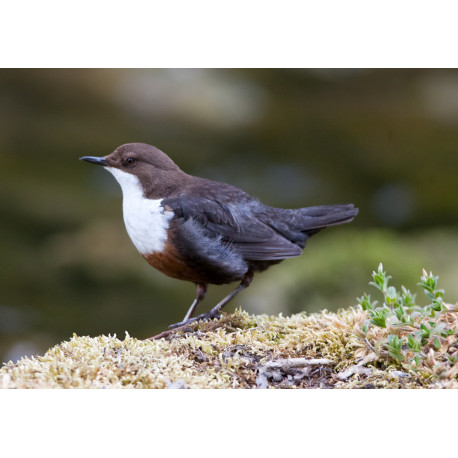 Dipper Derbyshire