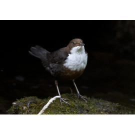 Dipper Derbyshire 1