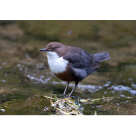 Dipper Derbyshire 2
