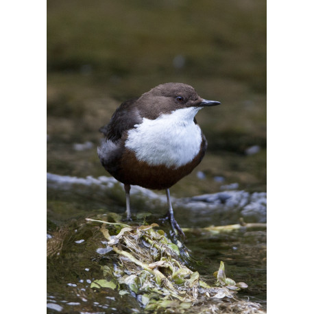 Dipper Derbyshire 3