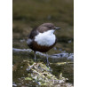Dipper Derbyshire 3