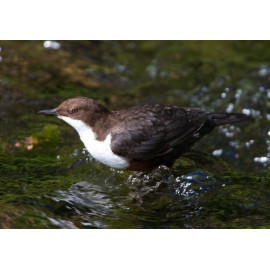 Dipper Derbyshire 4