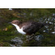 Dipper Derbyshire 4