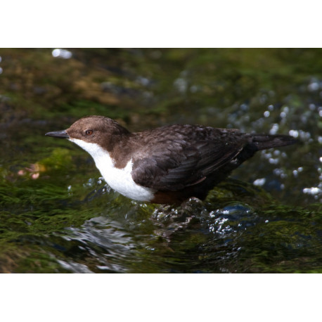 Dipper Derbyshire 4