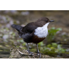 Dipper Derbyshire 5