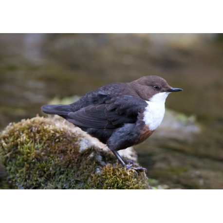 Dipper Derbyshire 6