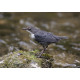 Dipper Derbyshire 7