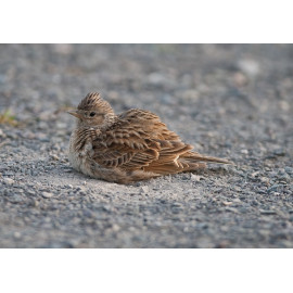 Skylark Dust Bath