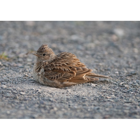 Skylark Dust Bath