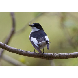 Pied Flycatcher Padley