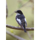Pied Flycatcher Padley 2