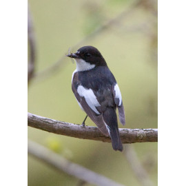 Pied Flycatcher Padley 2