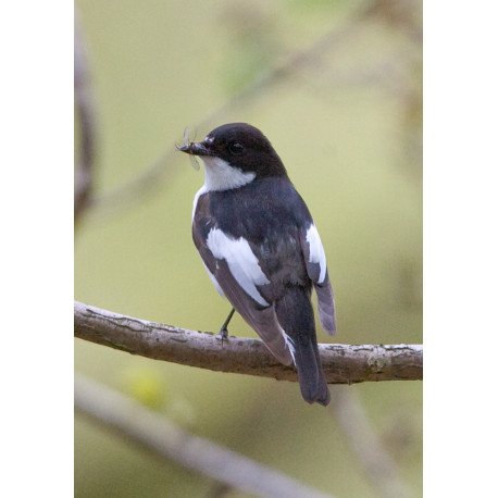 Pied Flycatcher Padley 2