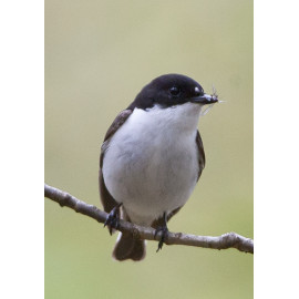 Pied Flycatcher Padley 1