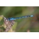 Common Blue Damsel fly East Lane