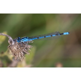 Common Blue Damsel fly East Lane