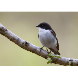 Pied Flycatcher Padley 3
