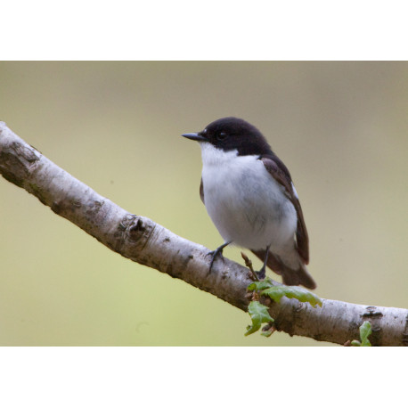 Pied Flycatcher Padley 3