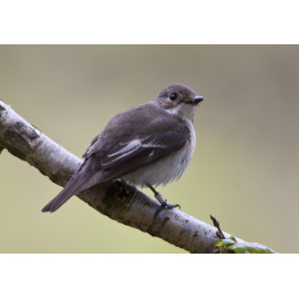 Pied Flycatcher Padley 4