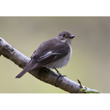 Pied Flycatcher Padley 4