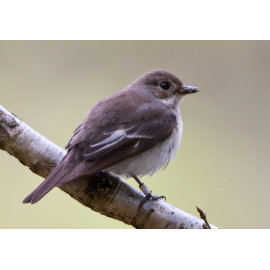 Pied Flycatcher Padley 5
