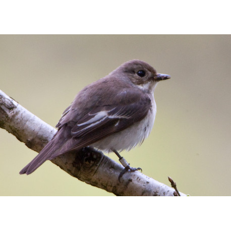 Pied Flycatcher Padley 5