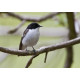 Pied Flycatcher Padley 6