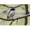 Pied Flycatcher Padley 6