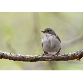 Pied Flycatcher Padley 7