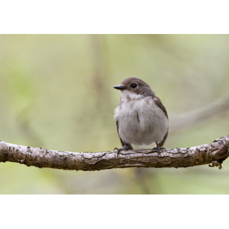 Pied Flycatcher Padley 7