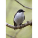 Pied Flycatcher Padley 8