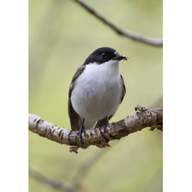 Pied Flycatcher Padley 8