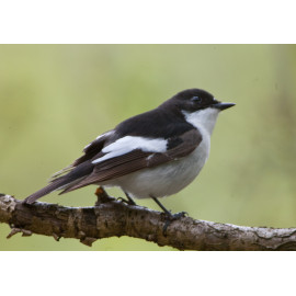 Pied Flycatcher Padley 9