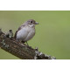 Pied Flycatcher Padley 10