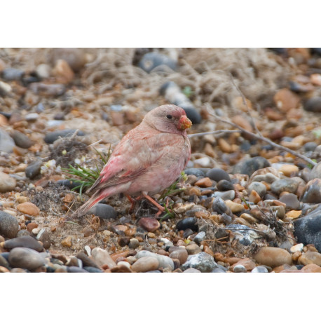 Trumpeter Finch Blakeney