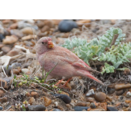 Trumpeter Finch Blakeney 1