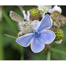 Common Blue Butterfly pair