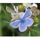 Common Blue Butterfly pair