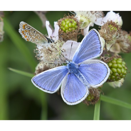 Common Blue Butterfly pair